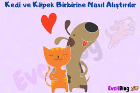 Kedi Ve Kopek Birbirine Nasil Alistirilir Ayni Evde Yasar Mi Evcilblog