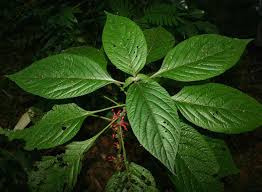 Image result for Achyrospermum