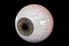 Realistic Human Eye Body Anatomy Model Anatomy Models Body Anatomy Human Eye