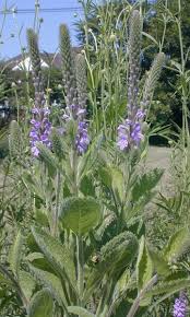 Image result for Verbenaceae