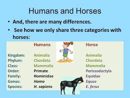 Pin By Cindy Goldade On Horse Equine Studies Perissodactyla How Are Things Video Online