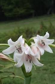 Image result for Crinum rautanenianum