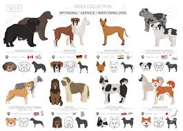 Check spelling or type a new query. Working Service And Watching Dogs Collection Isolated On White Flat Style Different Color And Country Of Origin Vector Illustration Royalty Free Cliparts Vectors And Stock Illustration Image 119692114