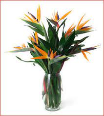 Birds Of Paradise Birds Of Paradise Father S Day Flowers Modern Flower Arrangements