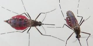 Check spelling or type a new query. Hudson Nj Exterminators Pest Control Ants Bed Bugs Bedbugs Roaches Rats Mice Termites Pest Control Exterminators Ants Bedbugs Cockroaches Mice Rats Fleas Ticks Centipede Millipede Crickets Earwigs Silver Fish Spiders Bee Wasp