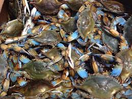 Maryland Crabs A Guide To The East Coasts Essential Summer