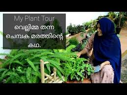 Maybe you would like to learn more about one of these? My Plant Corner Tour In Malayalam With Plant Name My Little Green Space Foliage Garden Tour Youtube