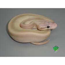 Fast home delivery or click & collect available. Reptile Food Wholesale Purchase Online Strictly Reptiles Inc