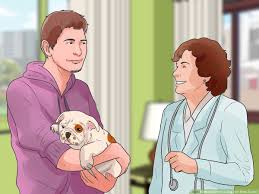 A brain tumour is just one possible cause for seizures. How To Care For A Dog With Brain Cancer 11 Steps With Pictures