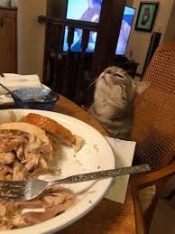 If you want to pull a prank on your cat, reddit cat content is sure to give you lots of ideas. Thanksgiving Would Be Boring Without Her Cats
