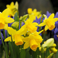 Buy Miscellaneous Daffodil Bulbs Narcissus Tete A Tete Narcissus Tete A Tete 2 62 Delivery By Crocus