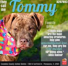 Pin By Heather Judkins On Comemeetyourdog In 2020 Animal Shelter Adoption Dog Adoption Animal Shelter