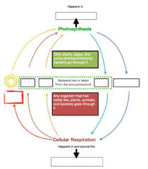 Photosynthesis is the process used by plants, algae and certain bacteria to harness energy from photosynthesis takes in the carbon dioxide produced by all breathing organisms and reintroduces. Photosynthesis Vs Cellular Respiration Flowchart By Nancy Passarelli
