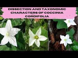 Image result for Coccinia sp. A