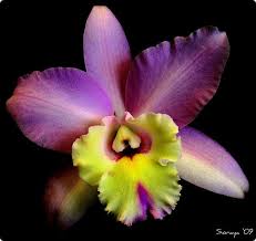 Cattleyas Orchid Cattleya Orchid Unusual Flowers Orchid Flower