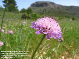 Image result for Emilia subscaposa