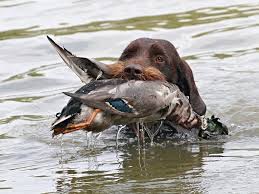 Image result for český fousek stavba těla