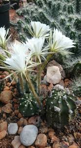 Successfully cultivating spineless cactus pear for fruit. Crous Cactus Succulent Nursery Agricultural Cooperative Pretoria South Africa Facebook 211 Photos