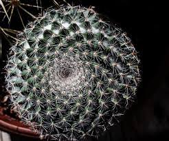 Your secrets and dreams written in ink, or drawn in pencil, and hidden behind your favorite art. 1 056 Spiral Cactus Photos Free Royalty Free Stock Photos From Dreamstime