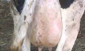 Cumpara acum, 100% sigur prin garantia de livrare. Vand Vaca Lapte Red Holstein