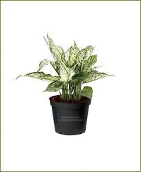 This lipstick houseplant enhances the display in front of a bright window. Aglaonema Siam Aurora Aglaonema Red Lipstick