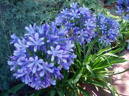 Tags Agapanthus Agapanthus Umbellatus Dimensions 1400x1050 Rating 10 Share Agapanthus Trees To Plant Plants