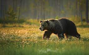 What animal best describes you? Which Spirit Animal Represents Your Zodiac Sign