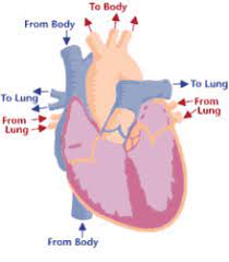 This figure was created and designed by taeah kim, a graduate student in biomedical communications masters program at the university of. Animated Circulatory System Gifs Tenor