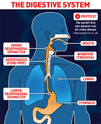 Image result for Reflux Laryngitis