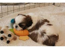 These fluffy shih tzu puppies are a good fit for families, gets along with other pets, and are affectionate. Adorable Male And Female Shih Tzu Puppies Animals Bradenton Beach Florida Announcement 95666