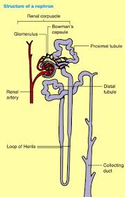 Fluid entering the loop of henle is isotonic (osmolarity 300 mosm/l) but the volume is only a third of the volume originally filtered into bowman's capsule. Henle Loop An Overview Sciencedirect Topics