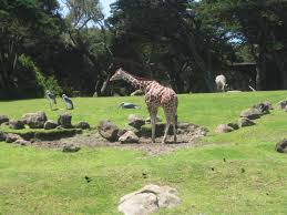 San Francisco Zoo 2010 San Francisco Zoo Zoo San