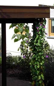 How to build a timber carport : Carport Greening With Climbing Plants