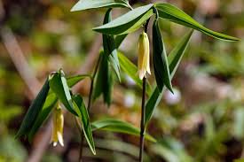 Image result for Clutia sessilifolia