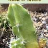 A cactus' growing season is usually on the warmer months or from spring to fall. 1
