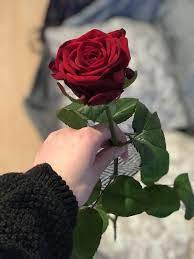 One Billion Rising Break The Chain Mein Valentinstag Beautiful Rose Flowers Beautiful Flowers Wallpapers Beautiful Flowers
