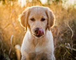 Week old akc golden retriever female. Photo Golden Hour Golden Pup By Danielle Vetterkind Photography Rochester Mn Area Photographer Photography Wildlife Wildlife Photography Animal Photography