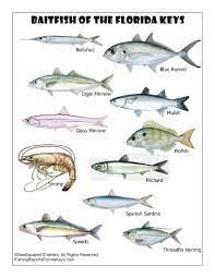 Florida Keys Fish Identification Marathon Florida Keys Fishing Reports With Captain Chris Johnson And Seasquared Charters Florida Saltwater Fishing Fish