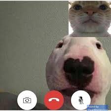 Clean it up now please i has a hotdog dog pictures funny. Cat Memes Page 5 Clean Memes