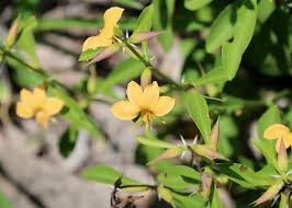 Image result for Barleria ameliae