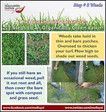 We treat your lawn as if it were our own and provide you with honest and open communication. Molloy College Step 8 Organic Weed Control