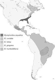 Image result for Nymphoides senegalensis