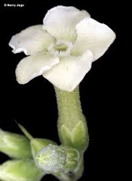 Image result for Alstonia venenata