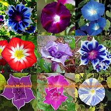 Rare Flower Morning Glory Mix Seeds 50 Seeds Heirloom Bonsai Big Petunia Beautiful Garden Flowers In 2020 Beautiful Flowers Garden Rare Flowers Morning Glory Flowers