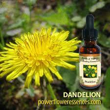 Dandelion Flower Essence Fes Best Flower Wallpaper