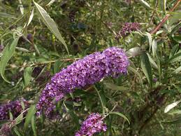 Lucal and introduced by the good & reese nursery, ohio, in 1941, and patented in 1942, pp00557. Buddleja Davidii Empire Blue Laubgeholze Sortiment Shop Kordes Jungpflanzen