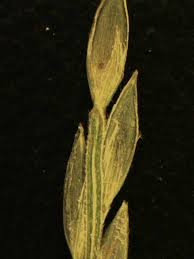 Image result for Digitaria debilis