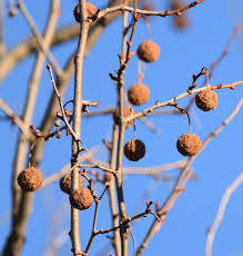 Maybe you would like to learn more about one of these? What S This Tree With Split Bark And Hundreds Of Round Fuzzy Brown Balls Hanging On It Natural Crooks Ramblings