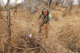 Image result for Ipomoea shirambensis