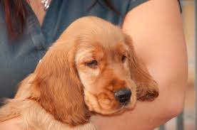 Il cocker americano è il più piccolo tra i cani da caccia sportivi. Cocker Spaniel Dalla Caccia Al Divano Tutte Le Caratteristiche Della Razza
